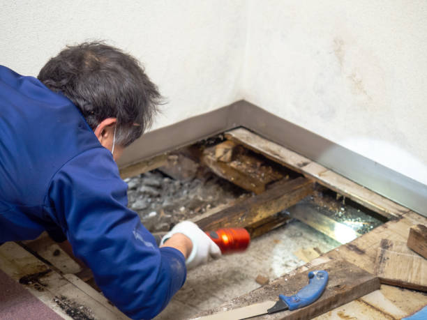 Best Bathroom Mold Remediation in Pelican Bay, FL